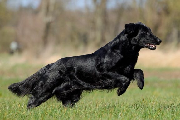 Fiamma -Mutter von Toni